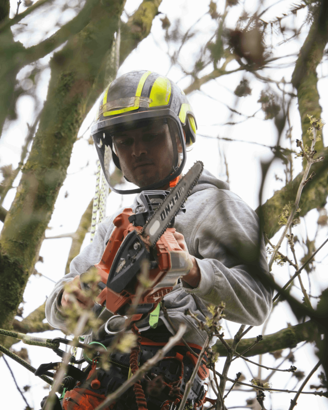 Professionele boomverzorger aan het werk in de boom in Vlaams-Brabant